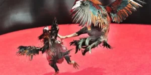 Hướng Dẫn Cách Chơi Đá Gà Sabong Tại M88 Từ Chuyên Gia