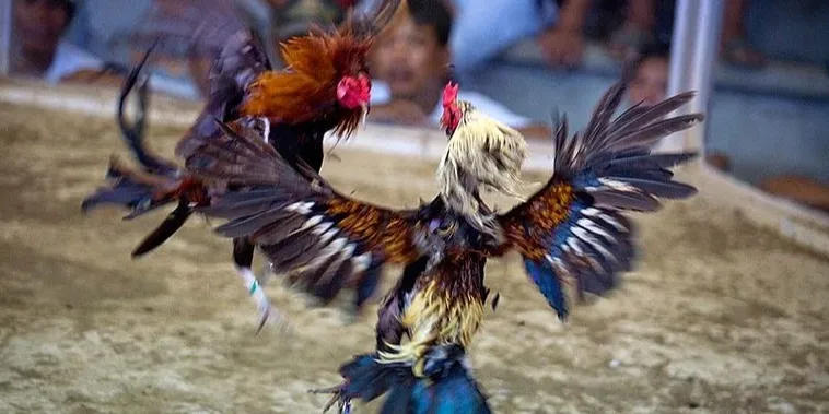 Hướng Dẫn Cách Chơi Đá Gà Sabong Tại M88 Từ Chuyên Gia 2 Hướng Dẫn Cách Chơi Đá Gà Sabong Tại M88 Từ Chuyên Gia